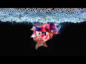 Betta Fish Breeding Tips - Multi Galaxy Koi 2022 - 2023 (Updated!) Latest!