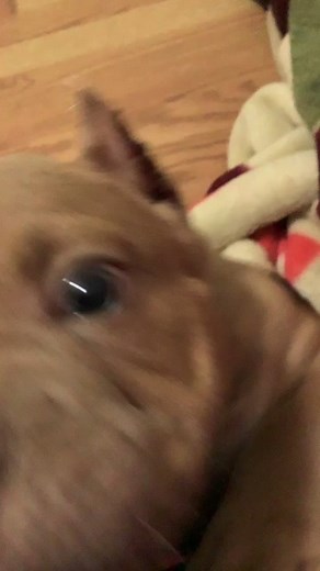 American Bully Puppies: Training Tips and Insights