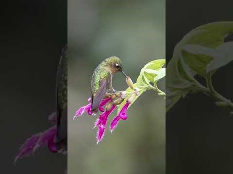 Amazing Bird Watching Relaxing Wildlife Footage in Nature Beautiful Birds 4K