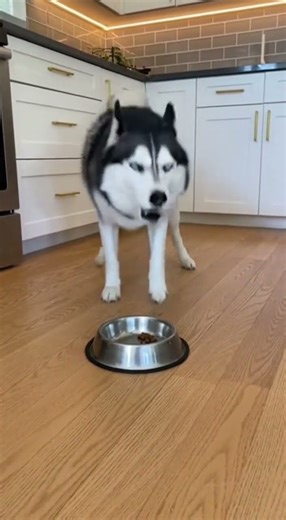 When the food is ‘too little’ and the husky files a formal complaint 😆🐺🍽️ #dog #funny
