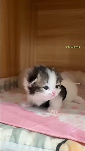 Cute Newborn Kitten Meowing Softly 🐱 | Adorable Baby Cat Moments