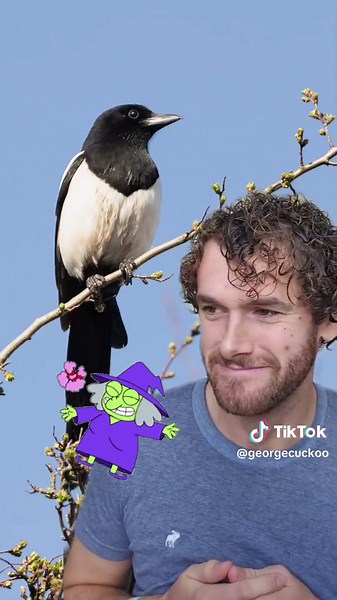 Magpie Calls: Learn the Sounds of This Unique Bird