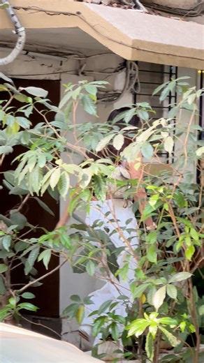 ✨ Glam vibes in Bandra! ✨ Beautiful actress Sonal Chauhan was spotted in Bandra, looking elegant and effortlessly stylish 💫😍 Her charming smile and classy look instantly grabbed attention as she stepped out in the city 📸✨ From grace to glamour, Sonal Chauhan truly knows how to make heads turn 💖🔥 #SonalChauhan #Bandra #CelebritySpotted #MumbaiDiaries #StarStyle #GlamLook #BollywoodBuzz #Trending #FilmyDrama #PapShots ✨📸🔥 | Filmydrama