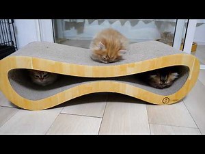 Cute kittens taking naps in their favorite spots...