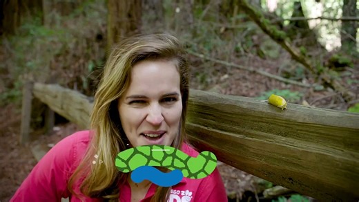 These Banana Slugs Can Actually Help Forests Grow!