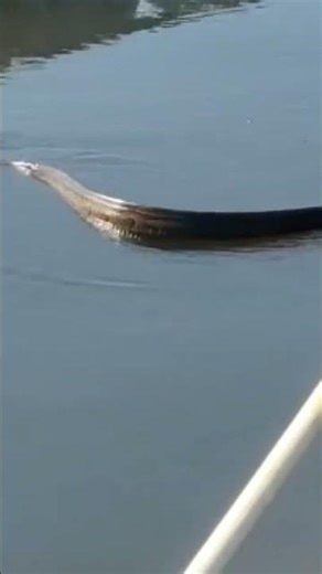 নীল নদের মাছ রূপি ভয়ংকর সাপ/Nil Nod snake🪱