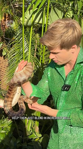 19K views · 374 reactions | Meet Bubbles, the Black Headed Python  Robert's helping this little guy get nice and warm before his close up  #ImACelebrityAU | Coming to Channel 10 in 2026 | Watch + Stream Free | I'm A Celebrity Get Me Out Of Here Australia | Facebook