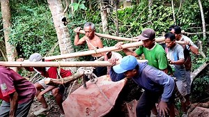 Taking Down an Ancient Mahogany Tree with Precision