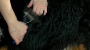 Dog, hands using undercoat rake. Black dog fur texture.