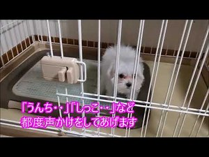マルチーズの子犬がトイレを覚えたよ（トイレのしつけ方）