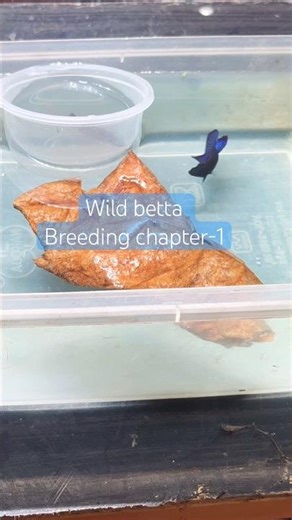 Betta breeding wild betta // chapter-1 #bettabreeding #shorts #fish#vmhobbies #wildbetta