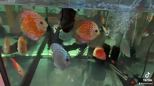 LARGE Discus Assorted: these discus are a combination of what we have on hand. They vary from red, white and yellow some with patterns and some without. An excellent way to get into Discus as they are reasonably priced and hardy in nature compared to other discus. They are eating quality dried foods and worms. Discus look especially great in planted tanks. #discus #fyp https://www.petzonesd.com/assorted-discus-large/ | Pet Zone Tropical Fish, San Diego, California