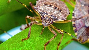 Nicht zertreten! Stinkende Baumwanzen verstecken sich wieder in unseren Wohnungen