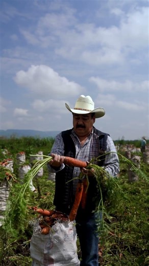 Carrot Harvest Timelapse 🥕 From Seed to Soil Reveal | Nature Motion Lab
