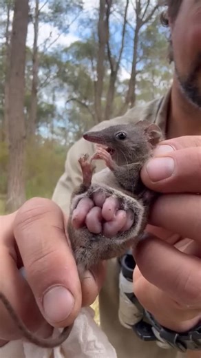Henry’s Wild Life on Instagram: "There’s been a lot of gold from Henry doing ecological surveys in the field this week, but this Yellow-footed antechinus (and her SIX babies ❣️) might just be our fave! 🥰 As a field ecologist Henry has licence to handle wildlife, and always does so with the utmost care and knowledge. This quick video was recorded as he was releasing her. Amazingly, she returned to say hello to him and his colleague a couple more times after this, so they were able to observe and