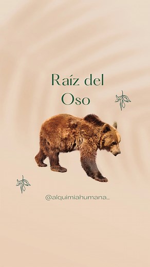 13K views · 260 reactions | Acá se conoce como chuchupate, osha o...