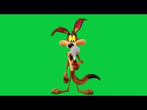 Vil coyote et la dynamite 4k Green Screen