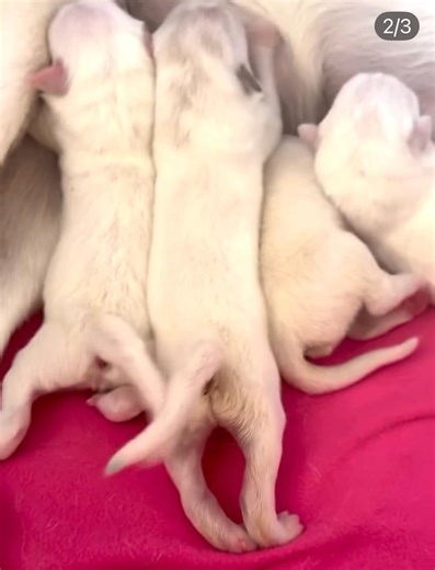 A month ago my sister in law rescued Shasta from Apple Valley Shelter. She was on the euthanasia list. She also got pregnant at the shelter. Friday night she had 7 puppies. She did an amazing job. Shasta may be part husky, lab and Great Pyrenees. Look at those wagging tails ❤️ | I love Dachshunds