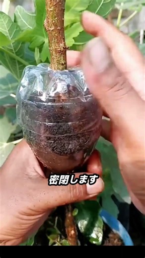 ペットボトルで木を増やす方法