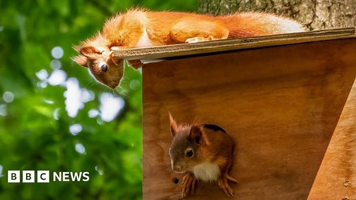 First baby red squirrels born at Yorkshire Arboretum