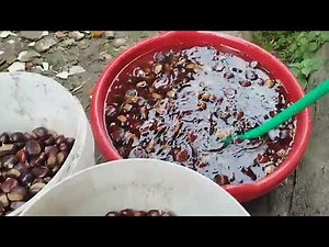 How to store chestnuts after harvesting