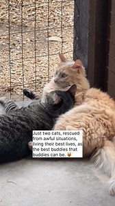 Just two best friend cats having a great time. #cats #BestFriends | Justin Jones