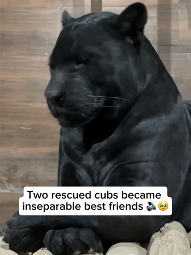 Beyond the Wildlife on Instagram: "Jackie is a stunning black jaguar living at Gohar Park Sanctuary in Sirjan, Kerman. His dark, glossy coat and faint rosette patterns make him truly captivating. Known for his strong presence and calm demeanour, Jackie has become a standout resident at the sanctuary, representing the rare and powerful beauty of melanistic jaguars. A black panther isn’t a separate species but a term used for big cats with a dark coat caused by melanism. In the Americas, black pan