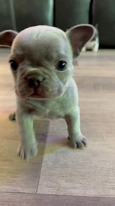 Frenchie training -learning who is in charge. ❤️ #smilemore #PuppyLove #puppyeyes #frenchbulldog #fyp #riseandshine #frenchie #puppy | Oklahoma French Bulldogs