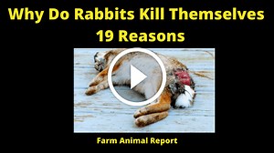 19 Suicidal Tendencies: Why Do Rabbits Kill Themselves (2024)