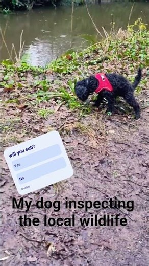 luna inspects the wildlife #cockapoos #cockapoo #puppy #dogshorts #doglife #pets