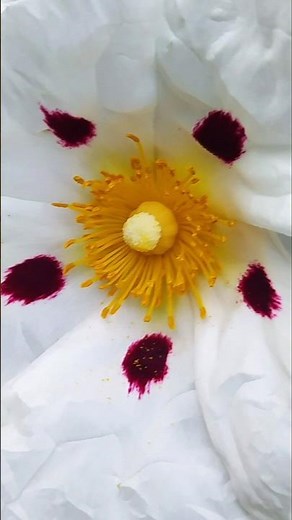 Flor de la jara. Cistus ladanifer