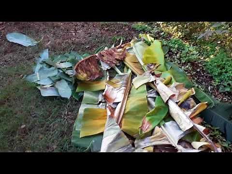 Preparing Banana Trees for winter
