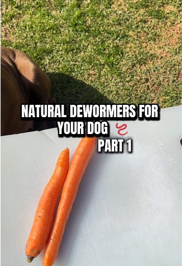 Natural Dewormers for Dogs: Carrots Part 1