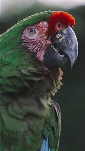 Jungle Birdsong 🦜 Tropical Forest Nature Sounds
