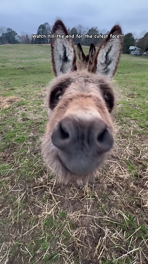 Feeding time!!! #farmlife #feedingtime #donkey #cows #horse #goat #hondapioneer | Kristi Oliveira