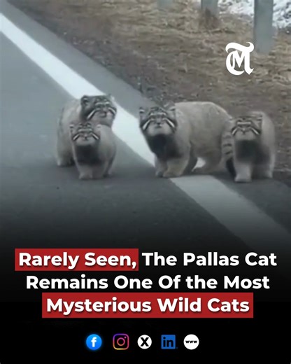 Rarely Seen, The Pallas Cat Remains One Of the Most Mysterious Wild Cats #pallas #pallascat #wildlife #wildcats | The MES Times