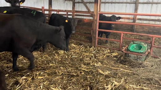 Take a look at these awesome 3 and 1s!! | Dunlap Livestock Auction