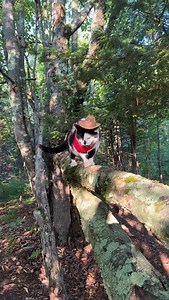 Meowdy purrtners. Branch analysis 🧐 If you’re a fan of Jack Spicer’s kitty cat cowboy content please consider subscribing or joining his Patreon linked in bio 😊 everything helps ❤️ #cat #cats #catlover #catsofinstagram #catlovers #cats_of_instagram #kittycat #tuxedocat #kitty #catlife | Aaron Apps