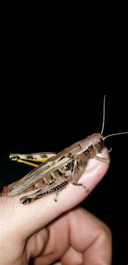 SURPRISE 💩 FREE HANDLING HUGE GRASSHOPPER #grasshopper #music #nature #wildlife #poop #shorts
