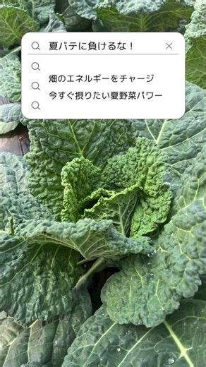 夏バテ防止：大自然の恵みで元気に #夏バテ解消 #夏野菜 #ズッキーニ #ちりめんキャベツ #持地遠藤農園 #ふぞろいマルシェ