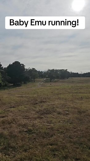Baby Emu Running! Cute Wildlife Videos on TikTok