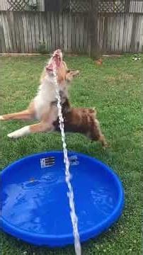 Dogs love playing in water more than anything else.#dog #funnydog #dogsoftiktok #summer #usa🇺🇸
