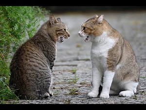 20230809 Rossini's Cat Duet (貓之二重唱)