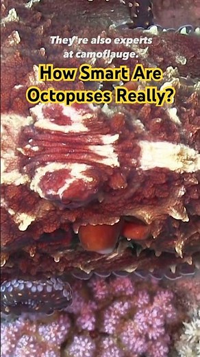 Octopuses Are Incredible Animals