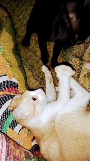 ছার আমারে ছাড় আমি ডায়াবেটিসের রোগী#shorts#catshirts#catvideo#catfunny#dancingcat#YouTube shorts