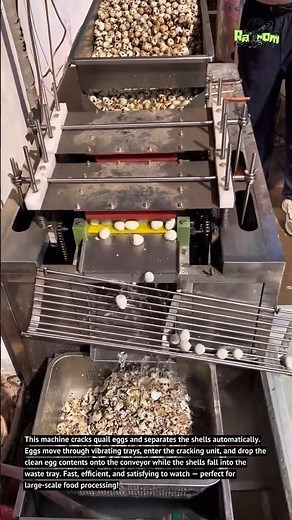 Automatic Quail Egg Cracking & Separator Machine – Super Fast Production!