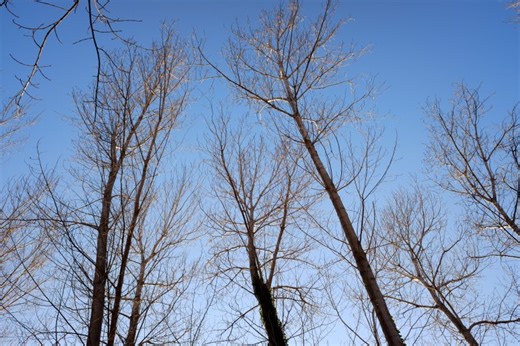 Exploding trees in Wisconsin? DNR provides clarification on possible frigid phenomenon