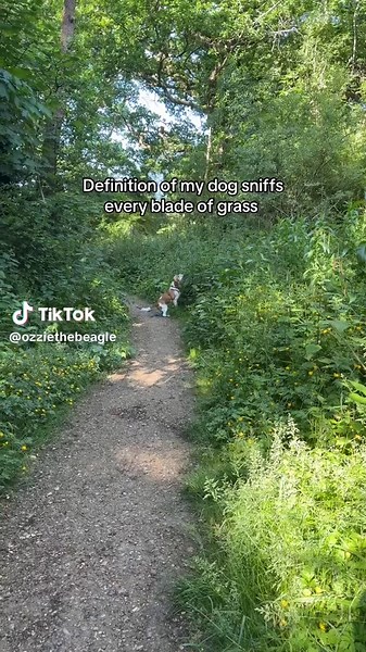 What it’s like to walk with a beagle. No walking just sniffing 🐶 #beagle #beaglesoftiktok #beagles #beaglelife #beaglelover #dog #dogsoftiktok #petfluencer #pet #petugc #funnydog #scentdog