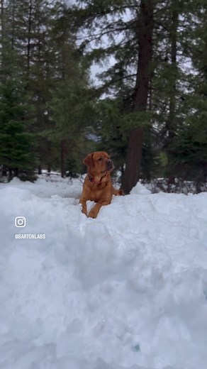 Dogs make everything better. #lifechanging #bartonlabs #bartonlabradors #montana #englishlab #foxredenglishlab #foxredlab #foxredlabrador #fyp #englishlabrador