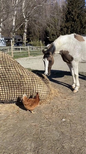 Chook just wants to share a meal with Blue… #horsesoftiktok #chickensoftiktok #funnychicken #unlikelyanimalfriends #animalsoftiktok